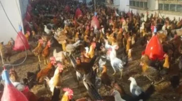 قائمة الأسعار الجديدة.. تراجع ملحوظ في تكلفة الدواجن داخل أسواق كفر الشيخ اليوم